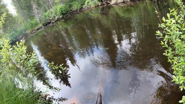 Крупный хариус в пермском крае.Открытие сезона.Река первая. смотреть онлайн