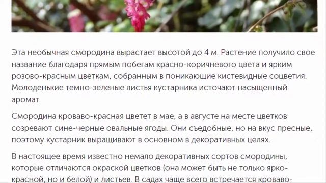 Кустарники для вашего сада Фотиния Фразера, Смородина крававо- красная и т. д. смотреть онлайн