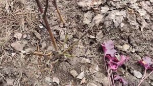 Реанимация роз после зимы. Розы черные, не обошлось без потерь.?