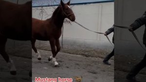 Самый мощный лошади ? Оцените кому нравится ? #horse #лошади #кокпар #улак #улок