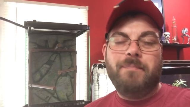 Bioactive Green Tree Python Setup смотреть онлайн