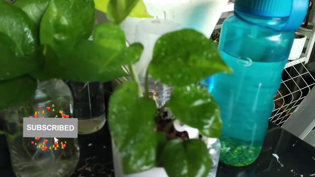 Pothos: My  Global Green & More!!!