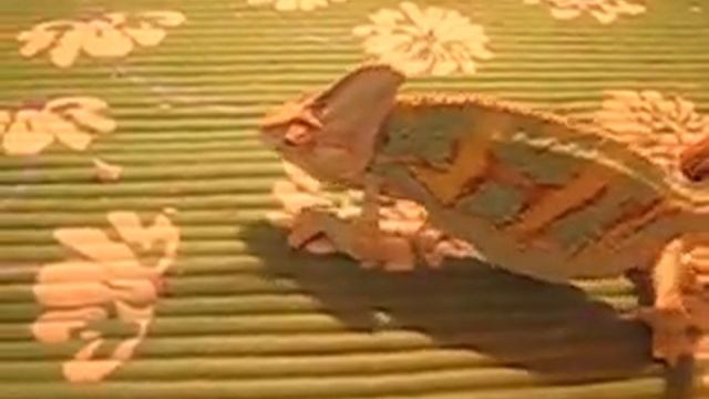 Хамелеон -по маскеровке чемпион 2009 смотреть онлайн