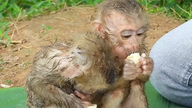 Out of pity for the poor monkeys, they were hungry, so I made bananas and dessert for them to eat. смотреть онлайн