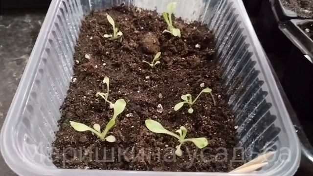 Петунья🔥Самый удачный сорт, пикировка 🌱лучшие секреты😊Спустя 4 недели смотреть онлайн