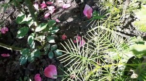 Ипомея  квамоклит .Экспериментируем  с рассадой.