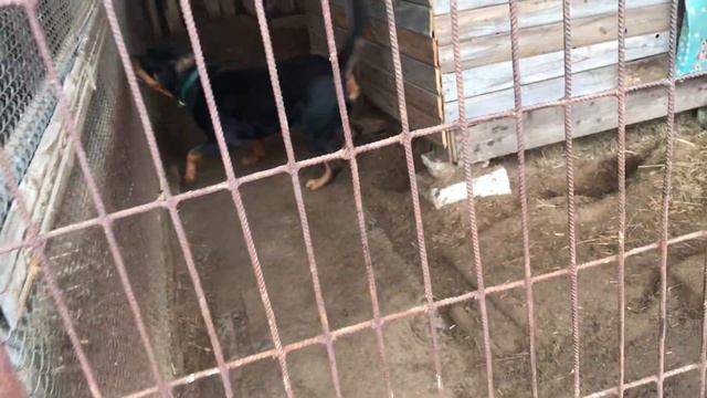 Ротвейлер смотреть онлайн