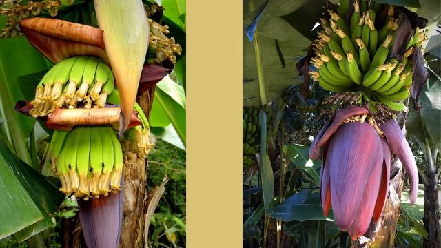 Банан - это ягода или фрукт? |Занимательные факты| Еда смотреть онлайн