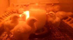 Бройлер Кобб 500 6 суток. Молочная сыворотка в качестве пребиотика.