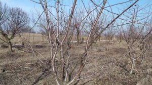 Нюансы выращивания черешни на подвое ВСЛ-2