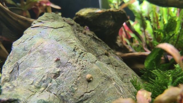 Улитка Теодоксус. Польза и содержание! смотреть онлайн