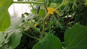 КАК ФОРМИРОВАТЬ ОГУРЦЫ ДЛЯ БОЛЬШОГО УРОЖАЯ | ПАРТЕНОКАРПИЧЕСКИЕ ОГУРЦЫ