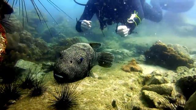 Pattaya. Dive site North Rock. смотреть онлайн