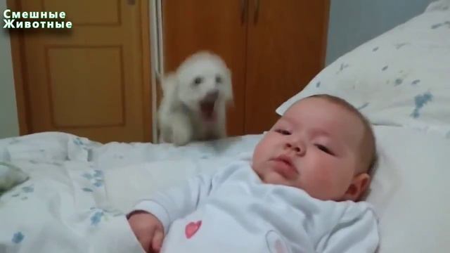 Младенцы и щенки играют вместе Новый видео Сборники NEW HD ВИДЕО YouTubevia torchbrowser com смотреть онлайн