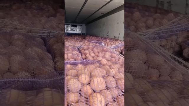 Семенной картофель сорт Аризона для посевной 2023 #agriculture #potato #kartofelural смотреть онлайн