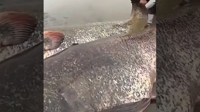 Сомы на 100 кг смотреть онлайн