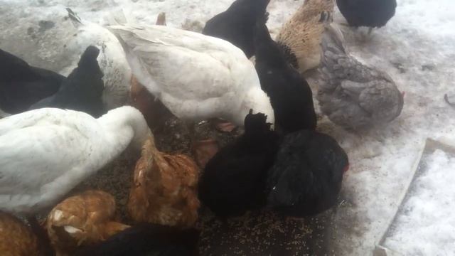 Гуси и куры клюют зерно в курятнике смотреть онлайн