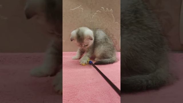 Котёнок Девочка скоттиш фолд серебристая шиншилла смотреть онлайн