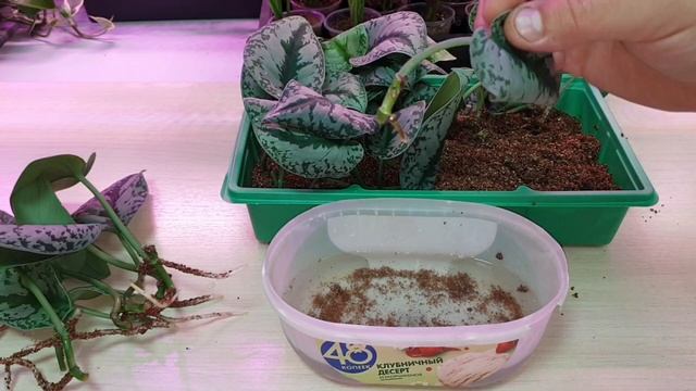 буйство корней или как укоренить сциндапсус / эпипремнум