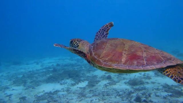 【WG-50】Underwater movie_turtle смотреть онлайн