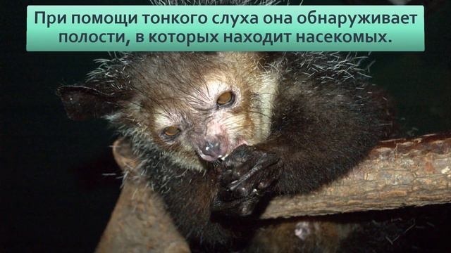 АЙ АЙ, жители Мадагаскара боятся произносить имя и верят что зверь несет гибель смотреть онлайн