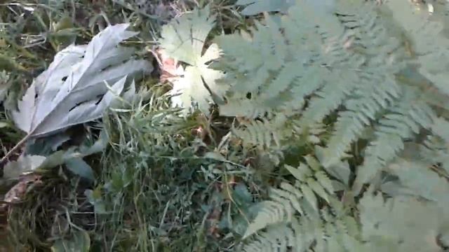 Веселые истории про комаров, поход за грибами. 9 августа 2019 г. смотреть онлайн