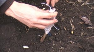 Прививка персика на миндаль весной