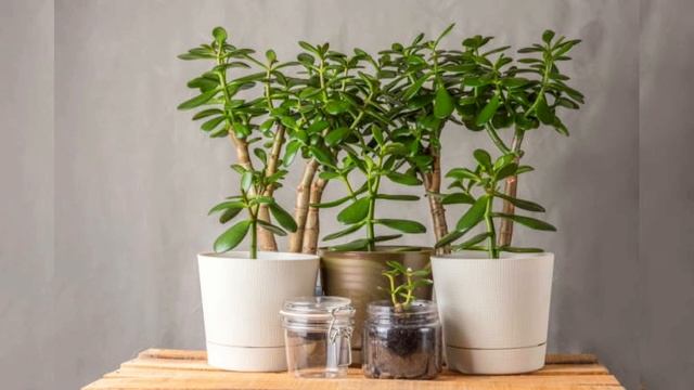 Почему дома нельзя держать денежное дерево? #денежноедерево #толстянка #крассула #здоровье