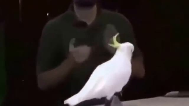 Самые талантливые попугаи 3 смотреть онлайн