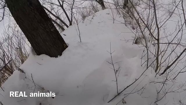 Нора изнутри: ондатра и тайная жизнь животных за 5 минут до попадания в пасть хищника / Real animal смотреть онлайн