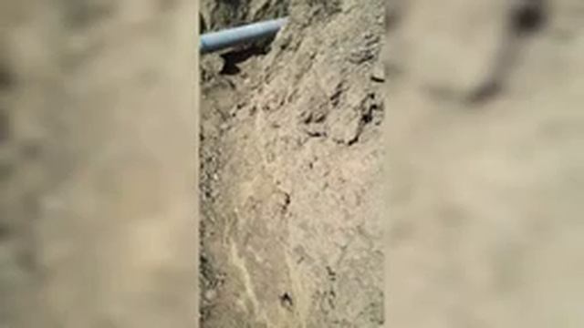 Огромный паук на участке, пауки волки одиночки смотреть онлайн