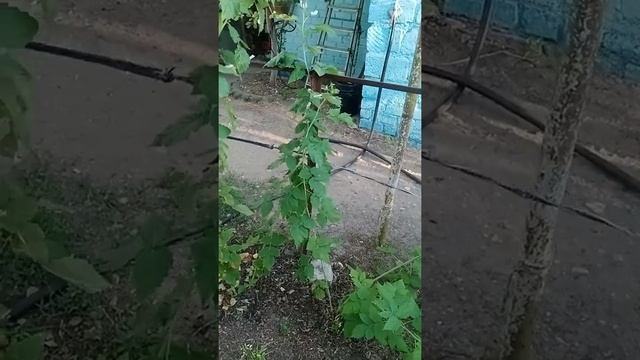 VID 20210805 181824 Плодоношение ремонтантной малины Самохвал на побегах текущего года смотреть онлайн