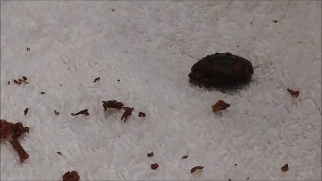 Tamarind - Seed Planting - Pt 1