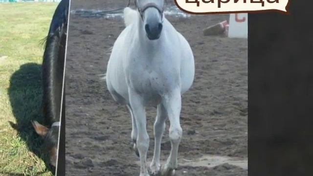 Лошади нашей конюшни смотреть онлайн