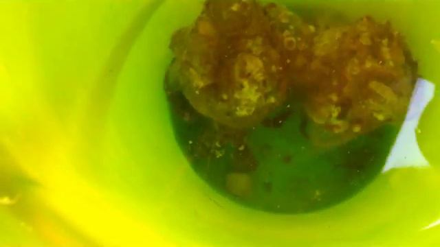 2015 09 05 Местная океаническая живность. смотреть онлайн