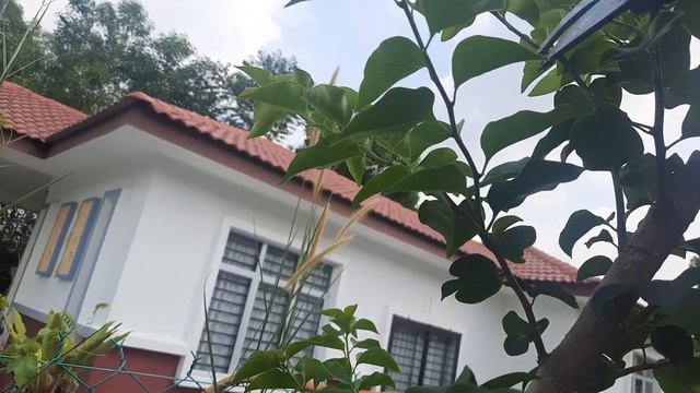 Cara rimbunkan pokok bunga dgn pantas🤩🤩🤩 смотреть онлайн