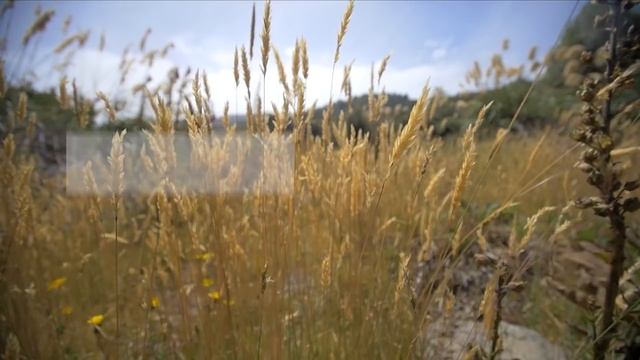 Достижения России в сельском хозяйстве. смотреть онлайн
