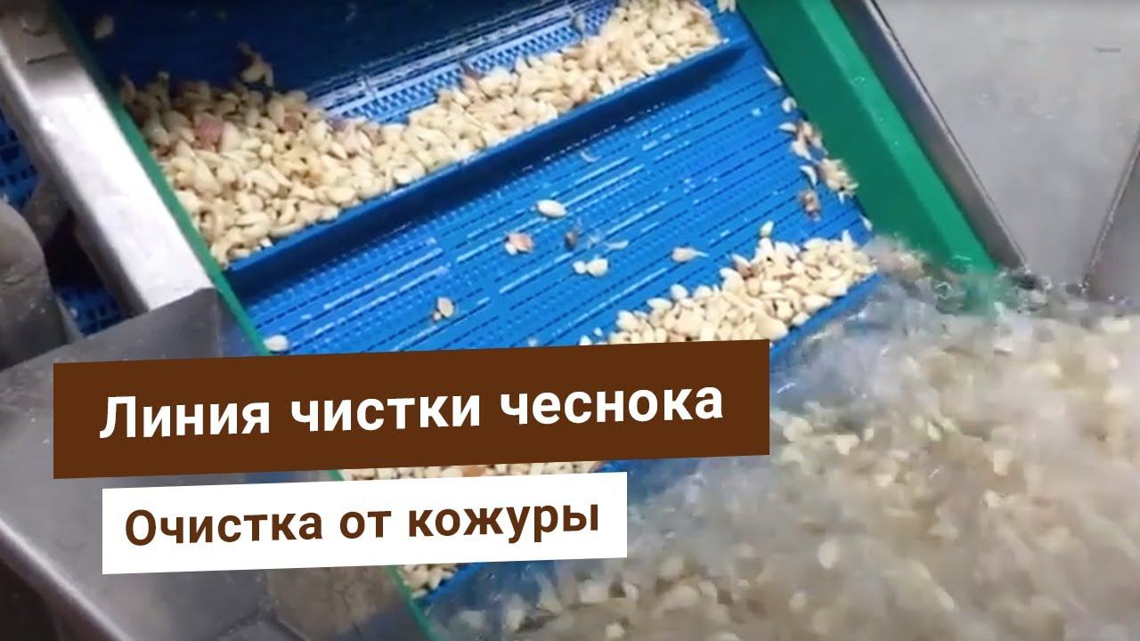Оборудование по очистке чеснока от шелухи. Промышленная чеснокочистка от Bigtem разделит на зубчики.
