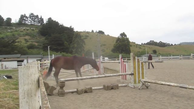 Free Jumping Horses: Max смотреть онлайн