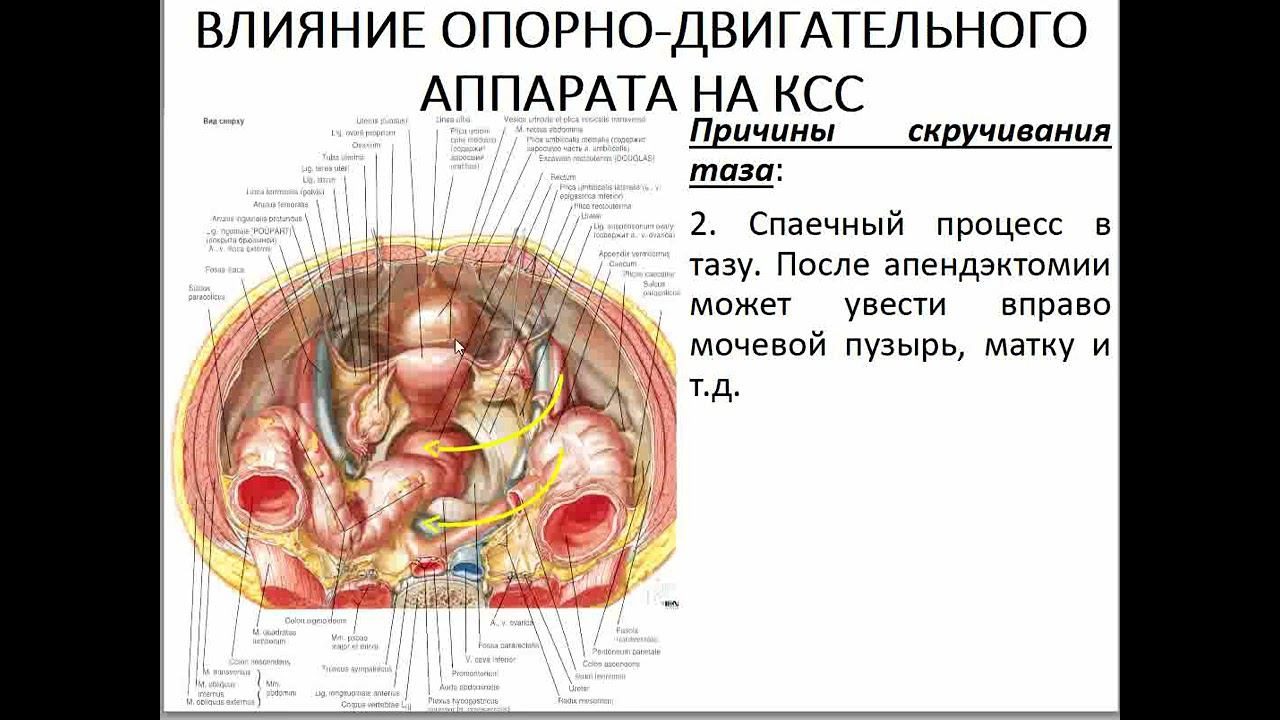 12 Семинар ЛИЦЕВОЙ ЧЕРЕП височно нижнечелюстной сустав, влияние опорно двигательного аппарата смотреть онлайн