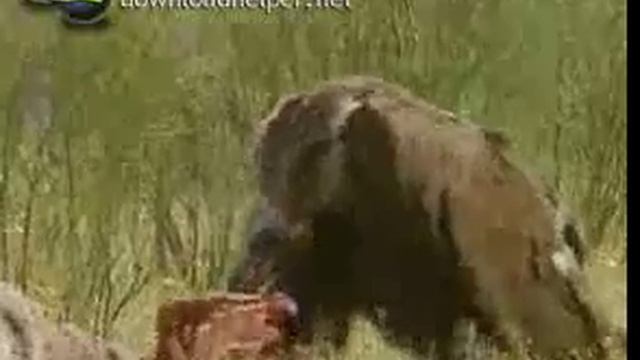 Стервятники- птицы-падальщики смотреть онлайн