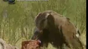 Стервятники- птицы-падальщики