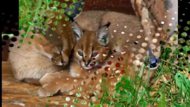 Какое ты млекопитающее по знаку Зодиака? смотреть онлайн