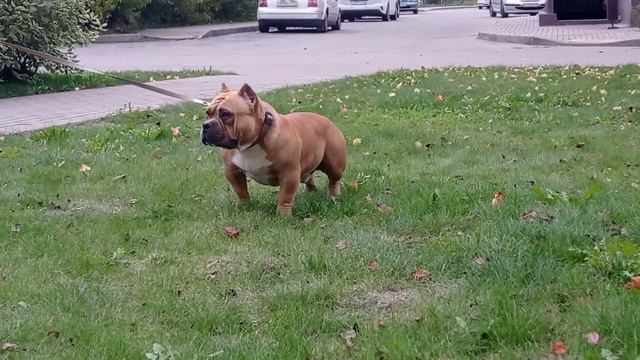 Парень американского булли, готов к любви😂✍️приглашаем невест👌родословная полный Muscletone's 🤘🔝🔝🔝 смотреть онлайн