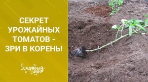 Три  основных правила для  урожайных томатов.