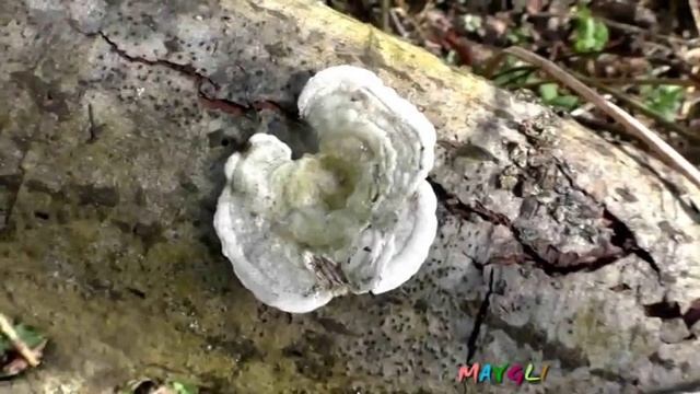 Трава Селезеночник, Крапива и Сныть в Лесу у Реки смотреть онлайн