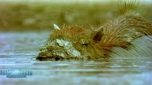 КАПИБАРА - Гигантский грызун, добрая и милая Водосвинка. Жизнь Капибары!