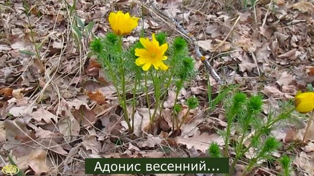Как цветёт Адонис Весенний смотреть онлайн