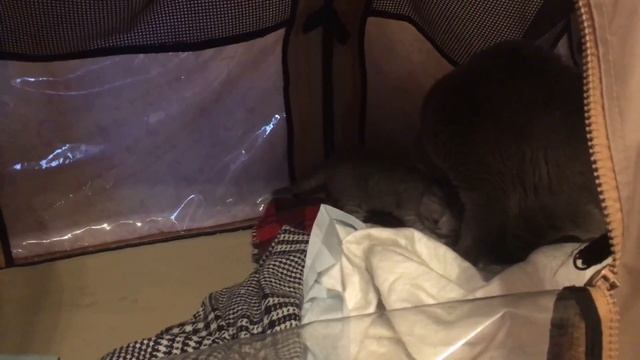 Кот знакомится с котёнком смотреть онлайн