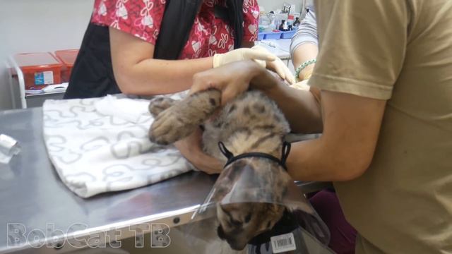 Снимаем швы котёнку пумы смотреть онлайн